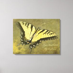 Lienzo Mariposa de cola tortuga de tigre - Papilio glaucu