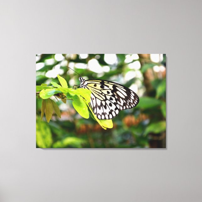 Lienzo Mariposa de cometa de papel (Anverso)