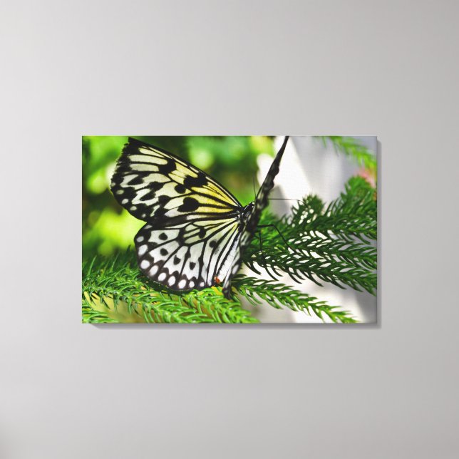 Lienzo Mariposa de cometa de papel (Anverso)