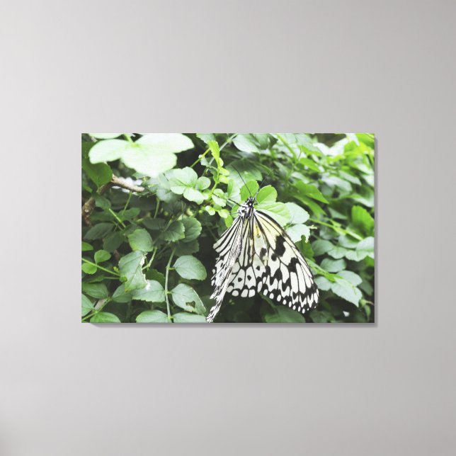 Lienzo Mariposa de cometa de papel (Idea leuconoe) en vid (Anverso)