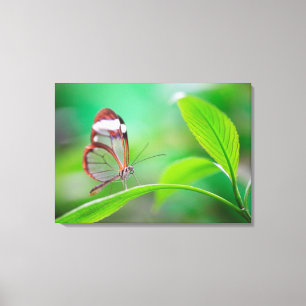 Lienzo Mariposa de cristal del ala que se relaja en verde