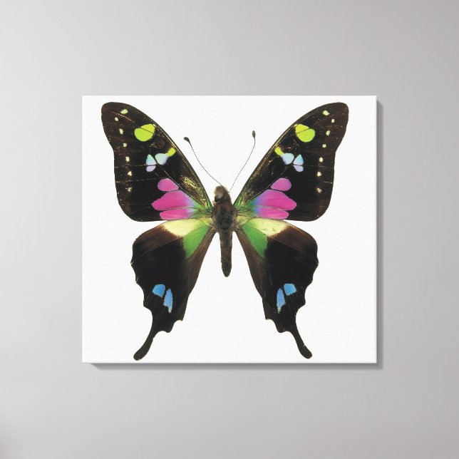 Lienzo Mariposa de Graphio (Anverso)