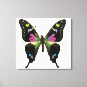 Lienzo Mariposa de Graphium