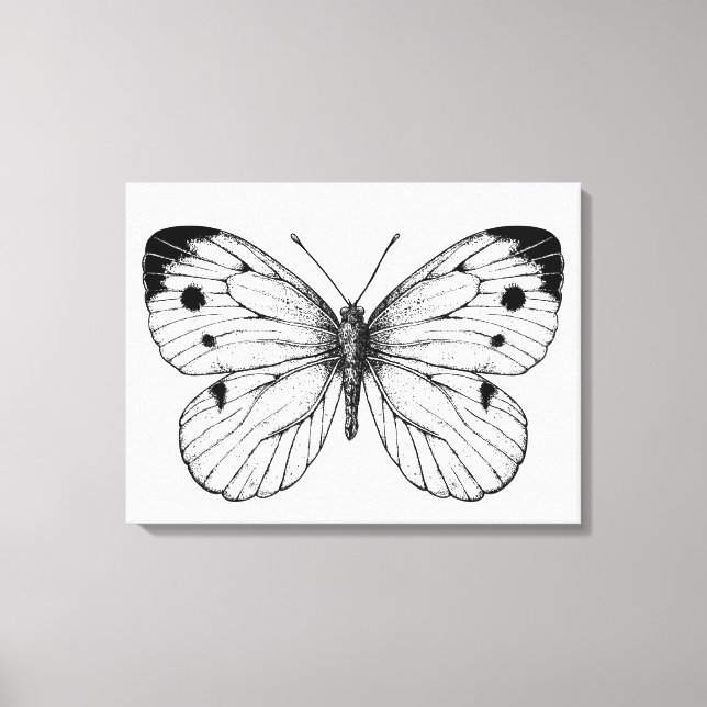 Lienzo Mariposa de la col (Anverso)