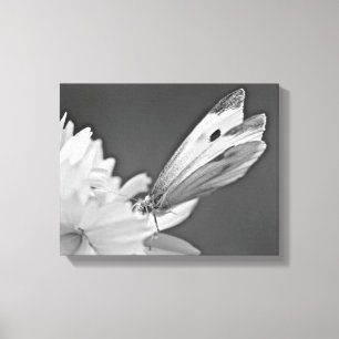 Lienzo Mariposa de la Col sobre Cosmos en Blanco y Negro