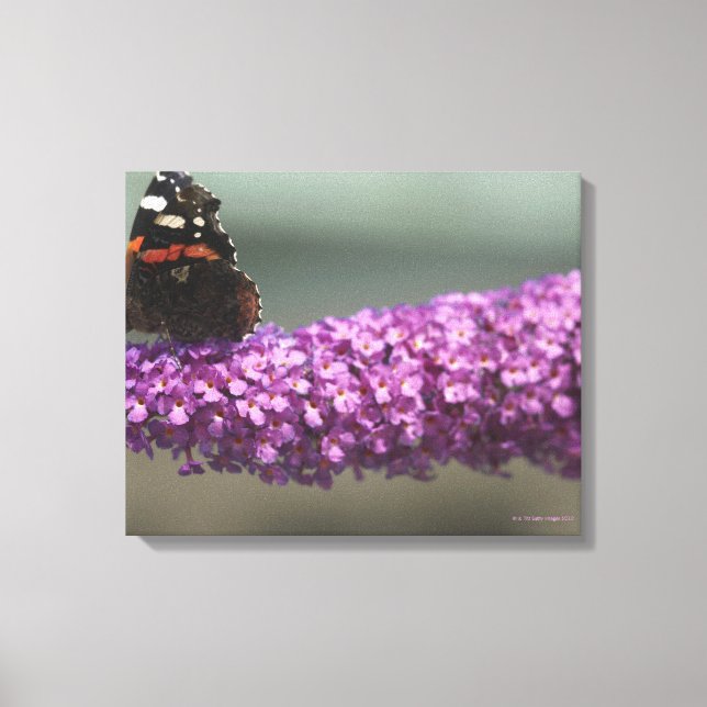 Lienzo Mariposa de pavo real en flor (Anverso)