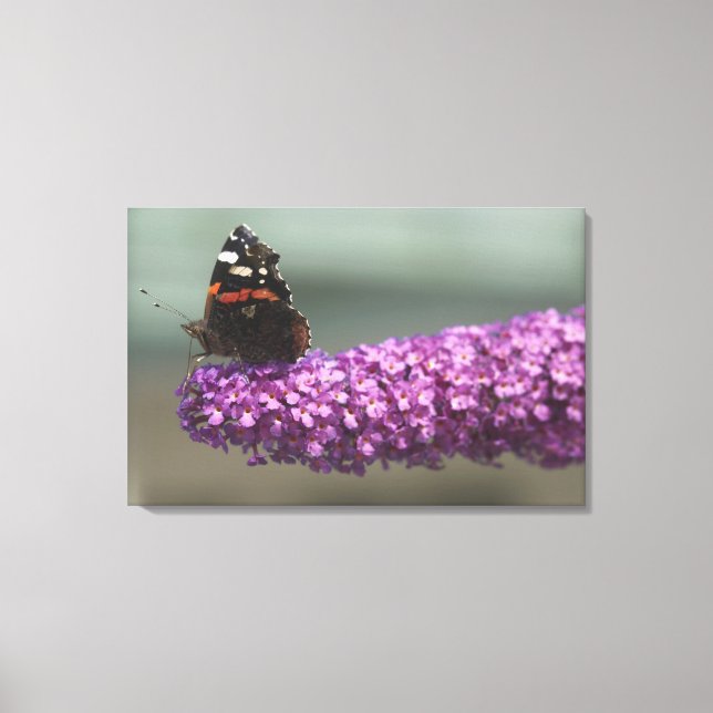 Lienzo Mariposa de pavo real en flor (Anverso)