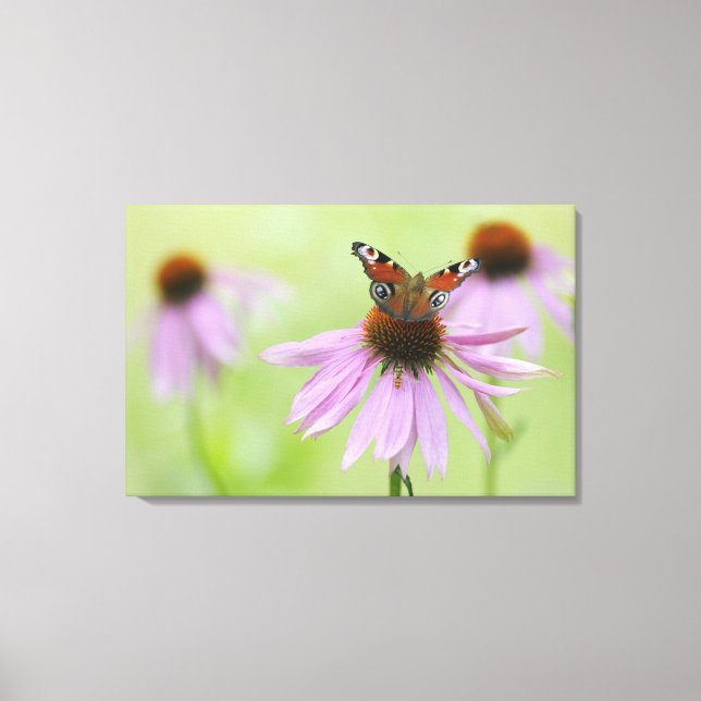 Lienzo Mariposa de pavo real (Inachis io) bebiendo néctar (Anverso)