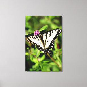 Lienzo Mariposa de Swallowtail del tigre. Papilio glacus.