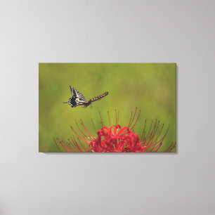 Lienzo Mariposa de Swallowtail que vuela cerca de la