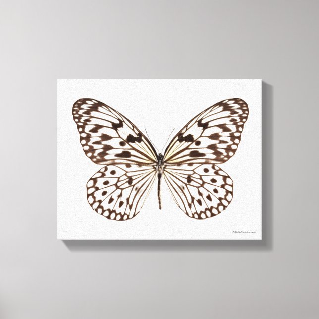 Lienzo Mariposa de tigre de castaño (Anverso)
