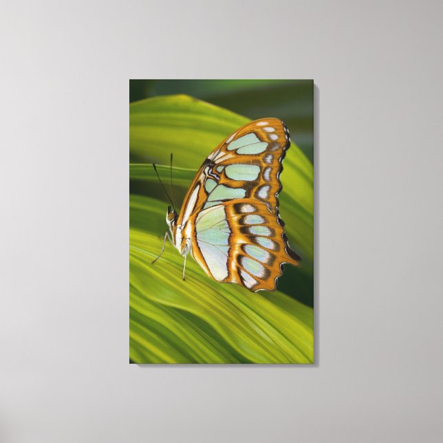 Lienzo Mariposa descansando en la hoja (Anverso)