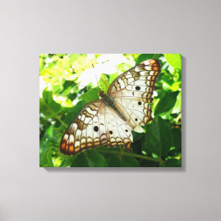 Lienzo Mariposa en Fotografía de Naturaleza Tropical de J