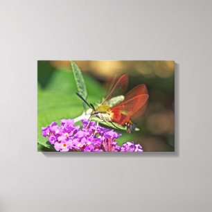 Lienzo Mariposa esfinge colibrí