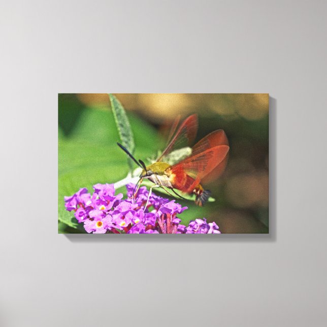 Lienzo Mariposa esfinge colibrí (Anverso)