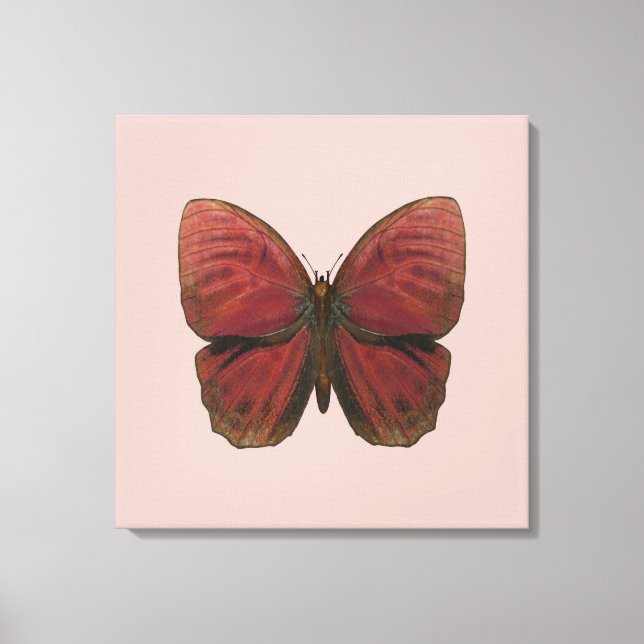 Lienzo Mariposa Gallo Rojo (Anverso)