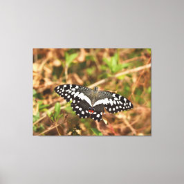 Lienzo Mariposa Lima en la Naturaleza Alas Dañadas, Indes