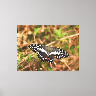 Lienzo Mariposa Lima en la Naturaleza Alas Dañadas, Indes