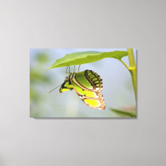 Lienzo Mariposa malaquita en la hoja (Anverso)