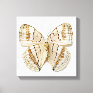 Lienzo Mariposa marrón, vista aérea