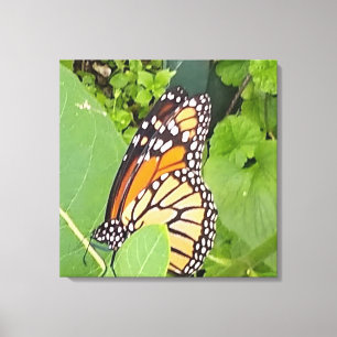 Lienzo Mariposa monarca