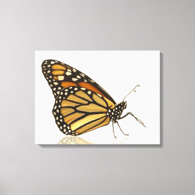 Lienzo Mariposa monarca (Anverso)