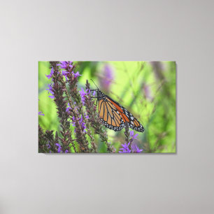 Lienzo Mariposa monarca cierra las flores moradas