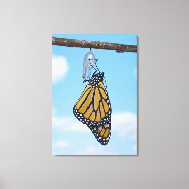 Lienzo Mariposa monarca con crisalis (Anverso)
