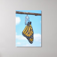 Mariposa monarca con crisalis