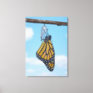 Lienzo Mariposa monarca con crisalis