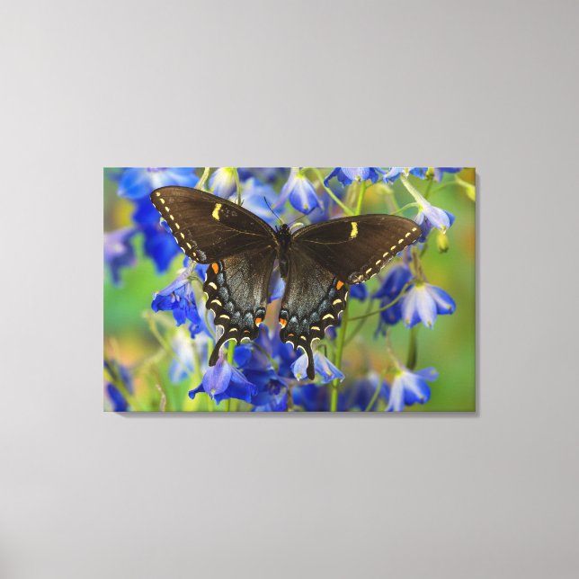 Lienzo Mariposa monarca | Danaus Plexippus (Anverso)