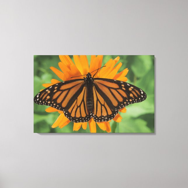 Lienzo Mariposa monarca (Danaus plexippus) en olla (Anverso)