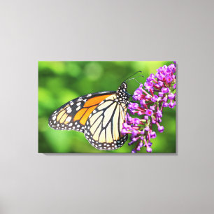 Lienzo Mariposa Monarca - Danaus plexippus - Hembra