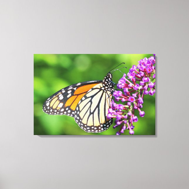 Lienzo Mariposa Monarca - Danaus plexippus - Hembra (Anverso)