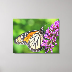 Lienzo Mariposa monarca - Danaus plexippus - Mujeres