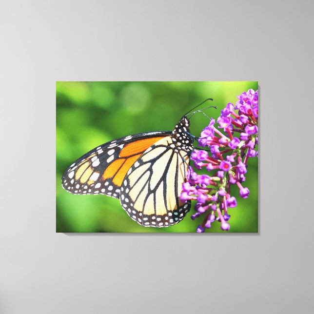 Lienzo Mariposa monarca - Danaus plexippus - Mujeres (Anverso)
