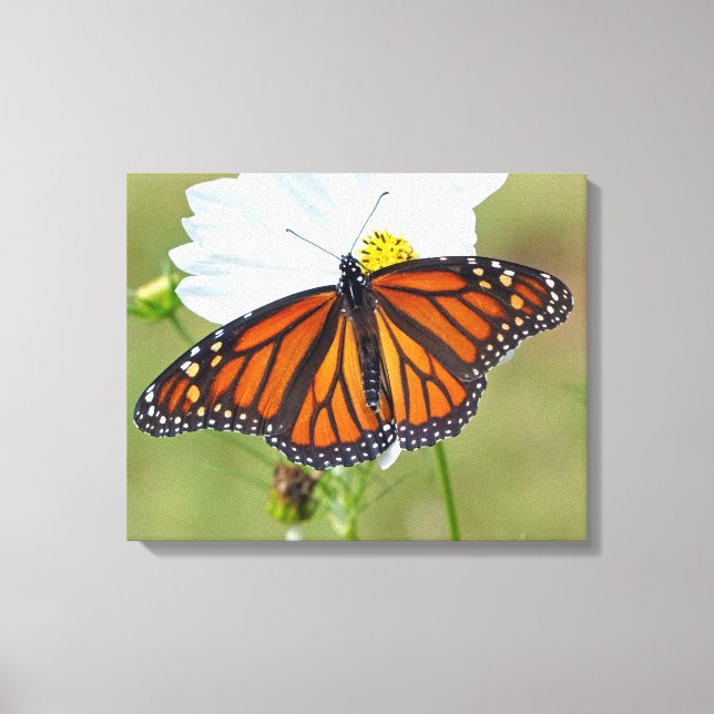 Lienzo Mariposa monarca en Cosmos (Anverso)