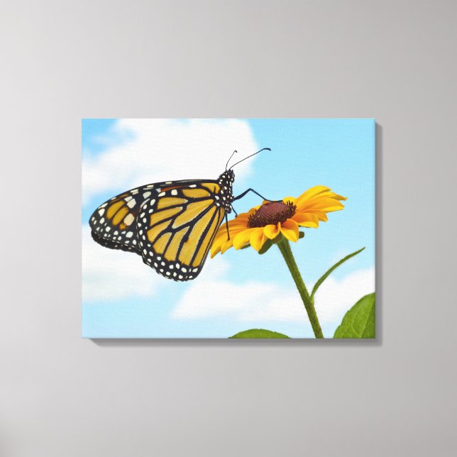 Lienzo Mariposa monarca en una Susan de ojos negros (Anverso)