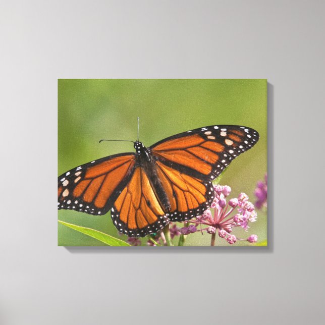 Lienzo Mariposa Monarca macho en Asclepias incarnata (Anverso)