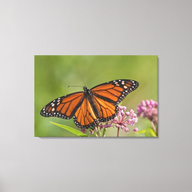 Lienzo Mariposa Monarca macho en Asclepias incarnata (Anverso)