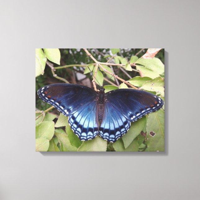 Lienzo Mariposa morada de manchas rojas, Ohio (Anverso)