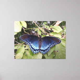 Lienzo Mariposa morada de manchas rojas, Ohio