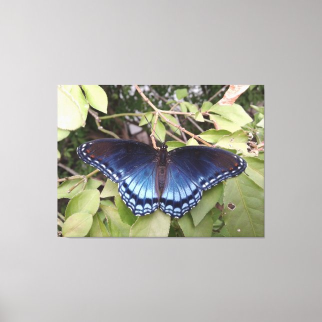 Lienzo Mariposa morada de manchas rojas, Ohio (Anverso)