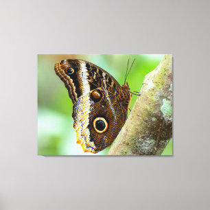 Lienzo Mariposa Morpho Azul en Costa Rica