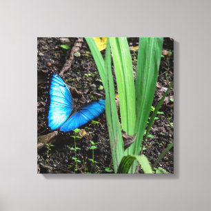 Lienzo Mariposa Morpho Azul en Costa Rica