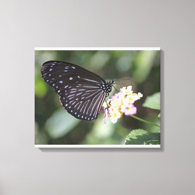 Lienzo Mariposa negra y azul en flor (Anverso)