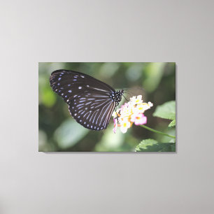 Lienzo Mariposa negra y azul en flor