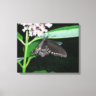 Lienzo Mariposa nocturna cola de golondrina negra en Shen