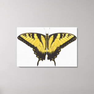 Lienzo Mariposa occidental de Swallowtail del tigre