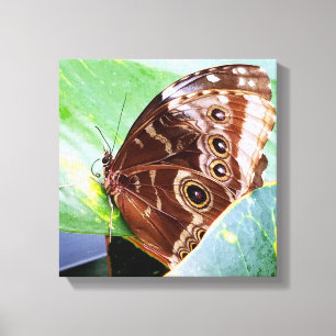 Lienzo mariposa ojo precioso polilla marrón insecto natur